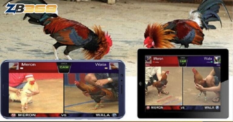 Giải Thích Kèo Đá Gà SV388: Meron - Wala - BDD, Hiểu Rõ Để Thắng Lớn