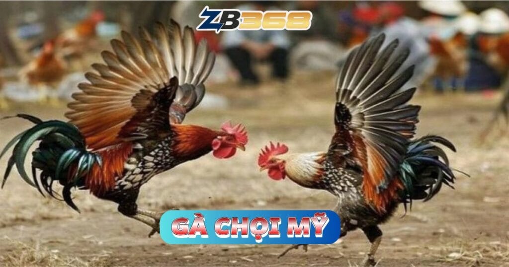 Top 5 Giống Gà Đá Cựa Sắt Hay Nhất Tại ZB368