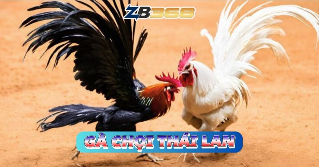 Top 5 Giống Gà Đá Cựa Sắt Hay Nhất Tại ZB368