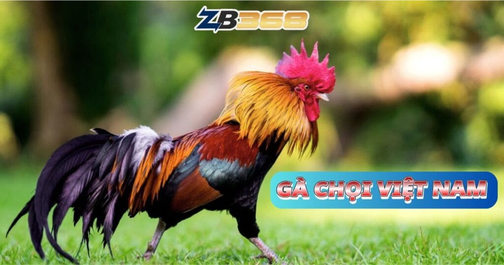 Top 5 Giống Gà Đá Cựa Sắt Hay Nhất Tại ZB368