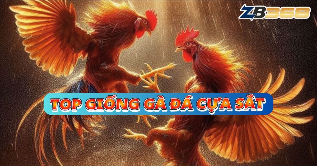 Top 5 Giống Gà Đá Cựa Sắt Hay Nhất Tại ZB368