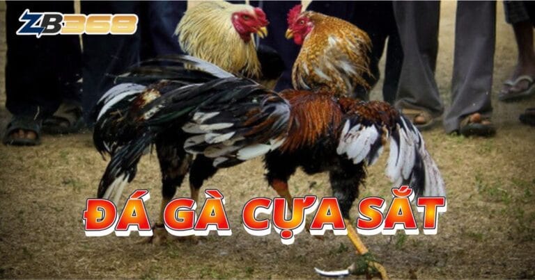Tìm Hiểu Về Đá Gà Cựa Sắt Tại ZB368